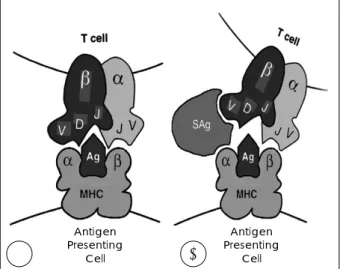 Fig. 1. Schematic diagram of classic peptide  presentation from the major histocompability complex (MHC) receptor  (an-tigen-presenting cells：ABC) (A) and presentation of  super-antigen from MHC receptor of the APC to variable β region  of the T-cell recep