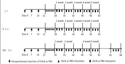 Fig. 1. Experimental protocol. Systemic sensitization was performed by  intra-peritoneal injection of OVA on days 0, 7, 14