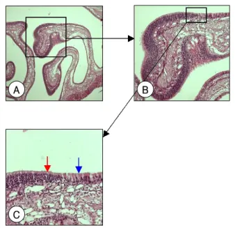 Fig. 3. Light micrographs of the lining epithelium. These show pseudostratified columnar epithelium (blue arrow) and  olfac-tory epithelium (red arrow) on the endoturbinale III in the level III (original magnification；A：×40, B：×100, C：×200)