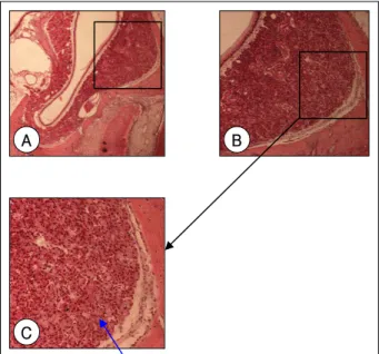 Fig. 7. Light micrographs of lymphoid tissue. These show nasal- nasal-associated lymphoid tissue (NALT) in the level IV (original magnification；A：×40, B：×200)