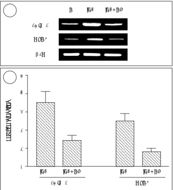 Fig. 1. Expression of 15-LO-1 versus culture time. Expressions were  determined by Western blotting on normal human nasal  epi-thelial cells grown in RA-sufficient (RA+) or RA-deficient (RA-)  media