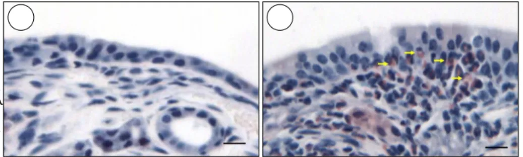 Fig. 4. Light micrographs of the maxil- maxil-loturbinate mucosa. Tissues were  st-ained with Luna staining method