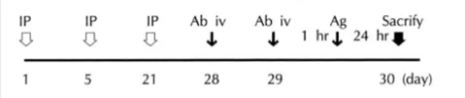 Fig. 1. Experimental Schedule. IP：intraperitoneal injection of 10  μg ovalbumin solution mixed with 1 mg A1 (OH) 3 , Ab iv：