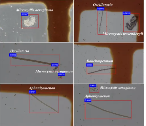 Fig. 2. Algal classification of the Fast R-CNN (Modified from Baek et al., 2020).