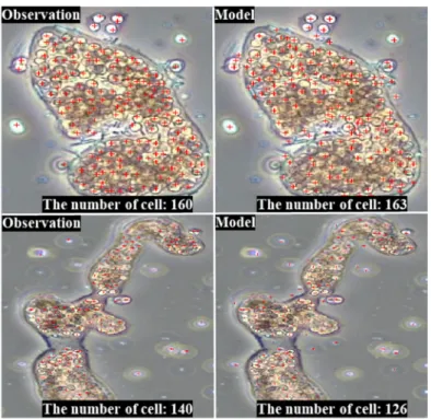 Fig. 3. Microcystis cell count performance of CNN model using algal classification of Fast R-CNN (Modified from Baek et al., 2020)