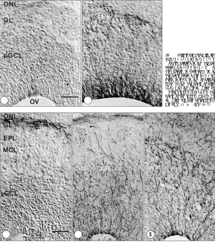 Fig. 2. Comparison of GAT-1 (A), vimentin (B) and GAT-3 (C) immunoreactivities in the olfactory bulb at E18