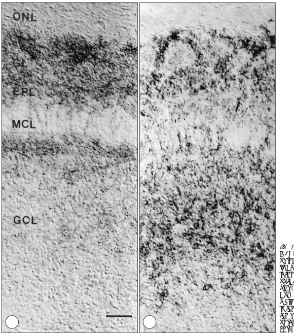 Fig. 3. Differential localizations of GAT-1 (A) and GAT-3 (B)  immu-noreactivities in the olfactory  bu-lb at P0