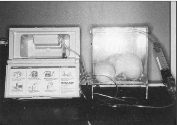 Fig. 2. Protocol of induction of nasal allergy in rats. 