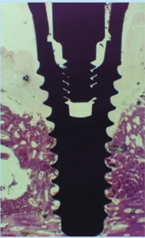 Fig. 8.  Histologic view of TE implant to which applied Emdogain Ⓡ
