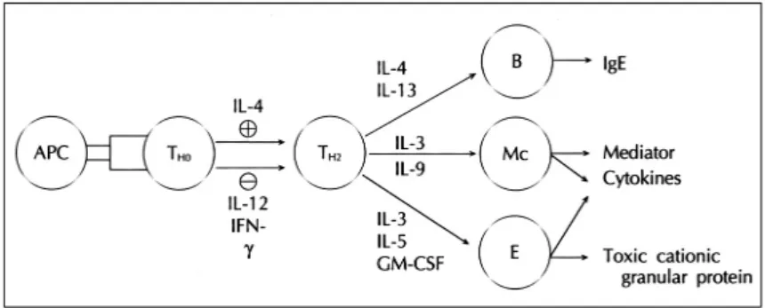 Fig. 1. Major cytokines in allergic inflammation. T H0