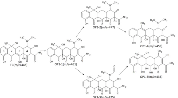 Fig. 5. Proposed pathway (pathway I) of degradation of tetracycline by liquid ferrate(VI).
