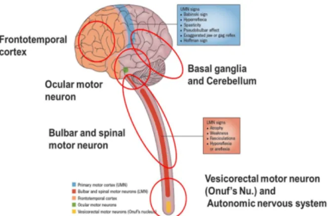 Figure 2. Motor and extra-motor involvement in ALS (modified  from Swinnen et al., 2014)
