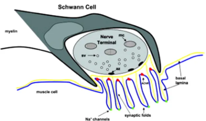 Figure 1. Organization of the NMJ. A terminal Schwann cell caps  rather than wraps the motor nerve; terminal branches of the motor  axon, which accumulate mitochondria (mc) and synaptic vesicles  (sv); and an AChR‐rich postsynaptic endplate