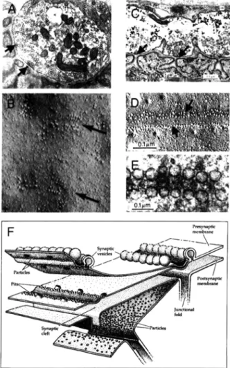 Figure 3. Active zones in the presynaptic membrane at mamma- mamma-lian (left column) and frog (right column and lower diagram)  NMJs