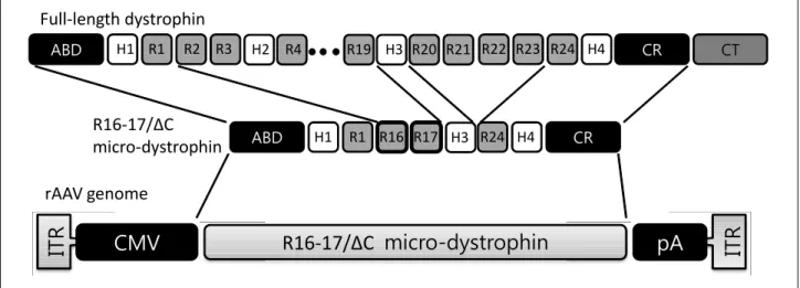 Figure 3. Structures of dystrophin, micro-dystrophin, and micro-dystrophin in recombinant AAV genome.