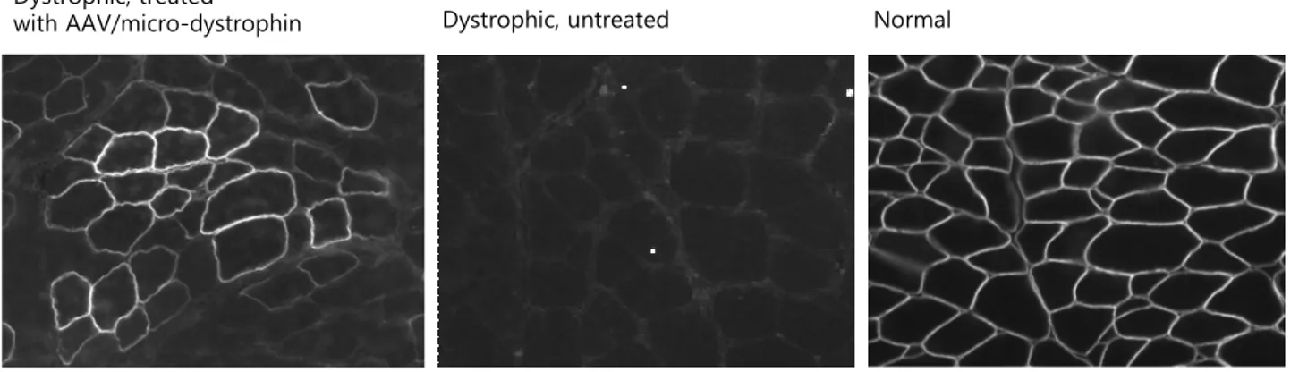 Figure 4. Skeletal muscle of dystrophic and normal dogs stained with anti-dystrophin antibody.