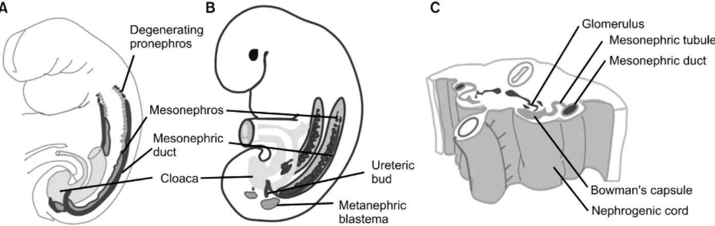 Fig.  1.  The  thress  sets  of  excretory  organs  in  an  embryo.  (A)  Lateral  view  of  a  25-day  embryo,  showing  the  degenerating  pronephros  and  the  extent  of  the  mesonephros