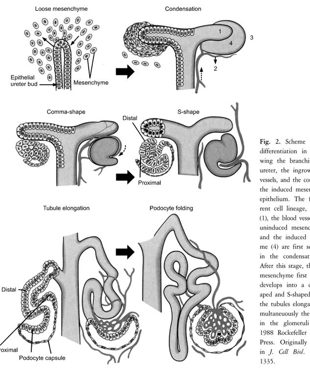 Fig.  2.  Scheme  of  kidney  differentiation  in  vivo   sho-wing  the  branching  of  the  ureter,  the  ingrowth  of  the  vessels,  and  the  conversion  of  the  induced  mesenchyme  to  epithelium