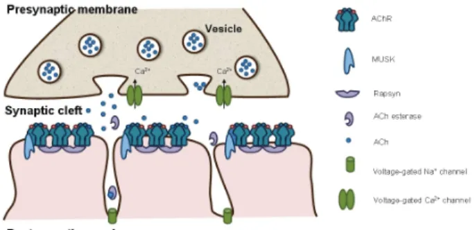 Figure 1. Structure of neuromuscular junction.말초신경이 근육에 도달하면 근육섬유에 분지되면서 신경지배를 받는 부위에서 복합적인 구조를 형성한다