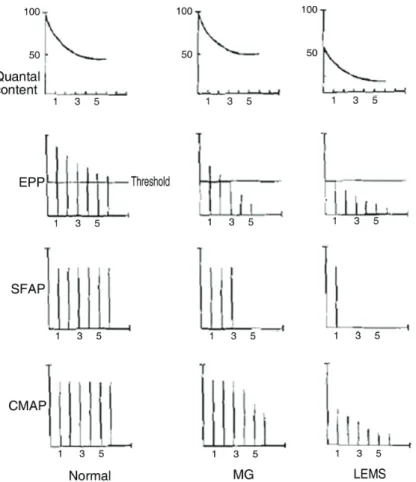 Figure 1. Repetitive stimulation findings. Under normal conditions the quantal content resulting from depolarization of the nerve  terminal at about 2-3 Hz sequentially declines to about 50% of that arising from the initial stimulus