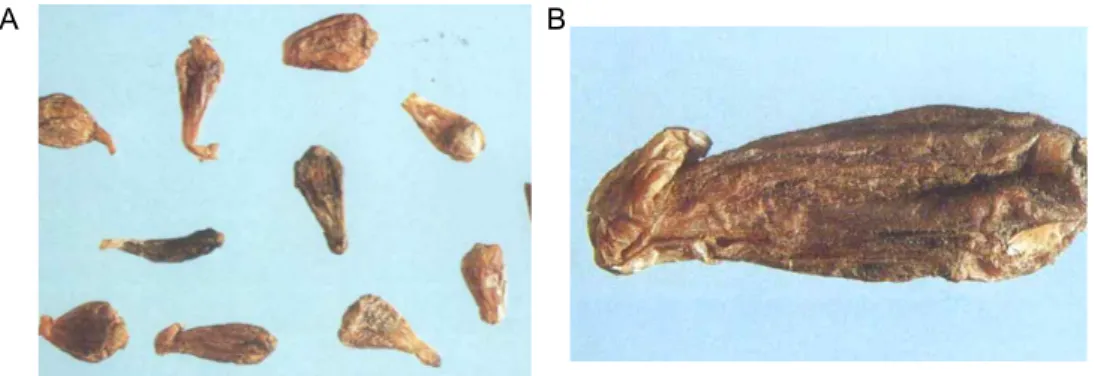 Figure  3.  Counterfeit  of  Allii  Macrostemi  Bulbus  (A)  Scilla  sinensis  (Lour.)  Merr