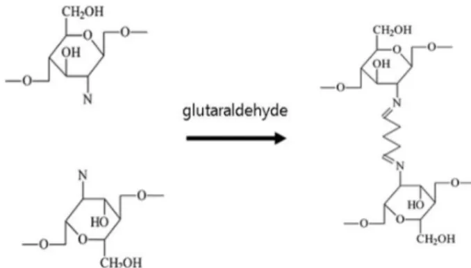 Fig. 1는 glutaraldehyde (GA)를 이용한 가교작용을 나 내고 있다. 
