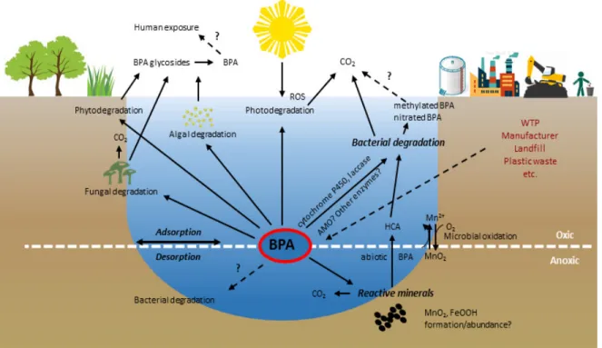 Fig. 7. Major bisphenol A(BPA) sources, sinks and natural attenuation processes in the environment.