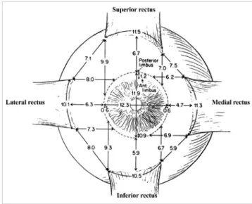 Fig. 5. Insertions of rectus muscles. Average measurements are in millimeters. 