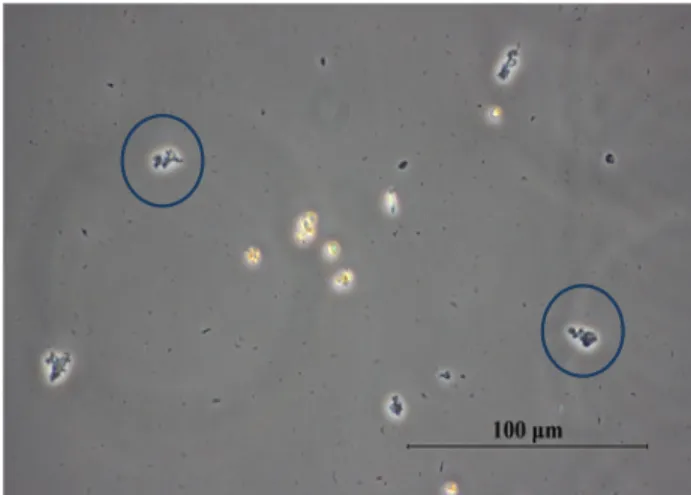Fig. 1. The effect of free ammonia concentrations on algal  cell density.