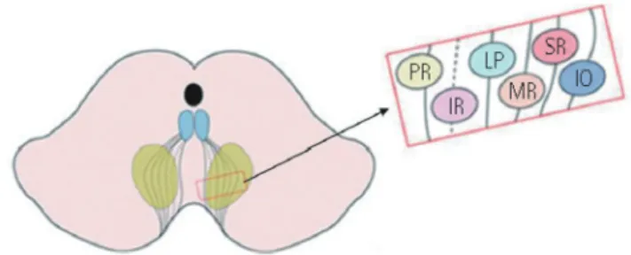 Fig. 1. Topographic organization within the oculomotor nucleus. CCN, caudal  central nucleus; DN, dorsal nucleus; IC, intermediated column; IV, region of the  trochlear nucleus; VN, ventral nucleus