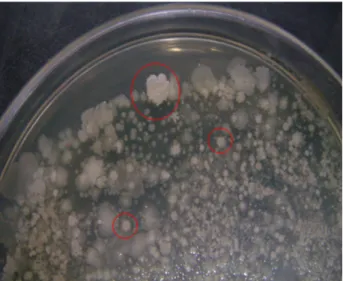 Fig. 8. Colony shape appeared by Bacillus sp.