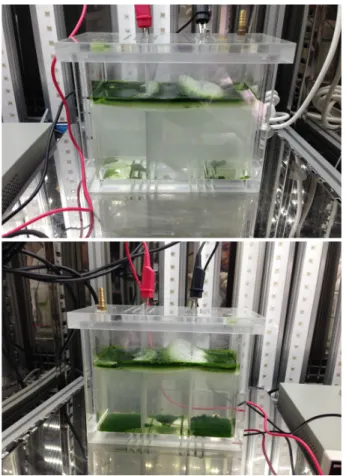 Fig. 2. Microalgae after electrocoagulation treatment.