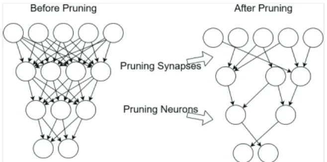Fig. 3. Synapsis and Neurons Before and After Pruning [33]