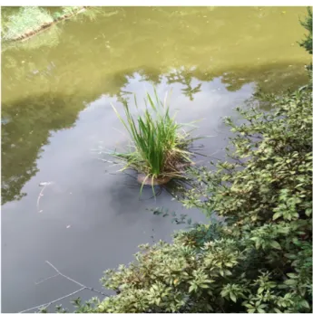 Fig. 5. Construction photo of pond 
