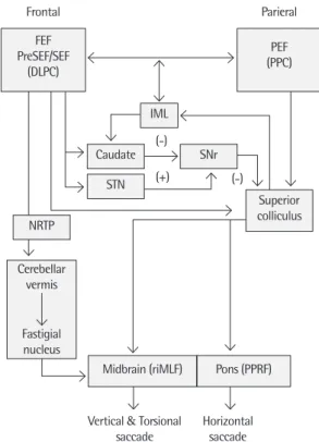 Fig. 1. Saccadic neural circuit of the basal ganglia and cerebral cortex.