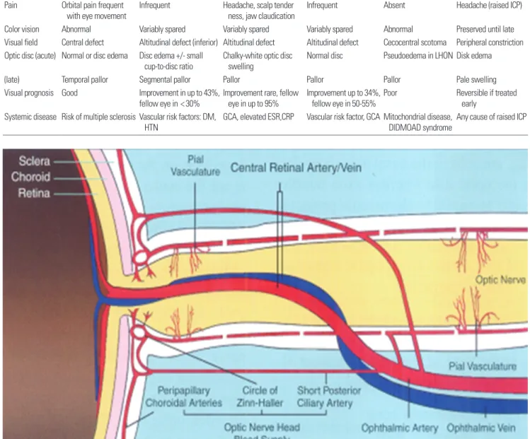 Fig. 1. Schematic drawings of the blood supply of the optic nerve. The ophthalmic artery provides major blood supply to the optic nerve