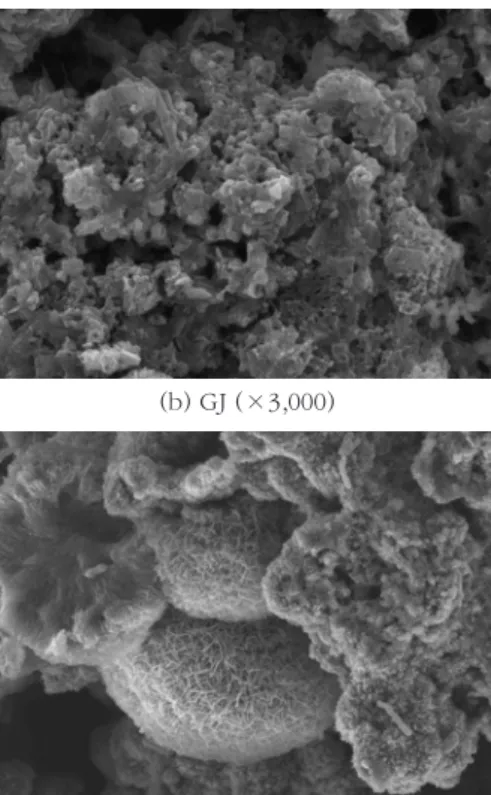 Fig. 2. Results of SEM analysis on collected tuberculation.