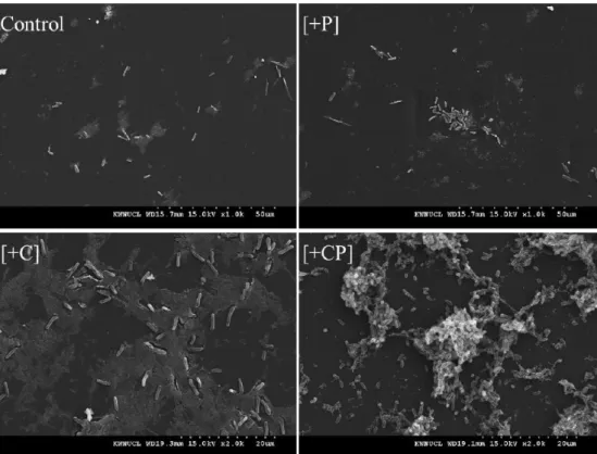 Fig. 4.  Images of scanning electron microscopy (SEM) of the biofilms formed on PE slides immersed in waters with different carbon and  phosphorus levels