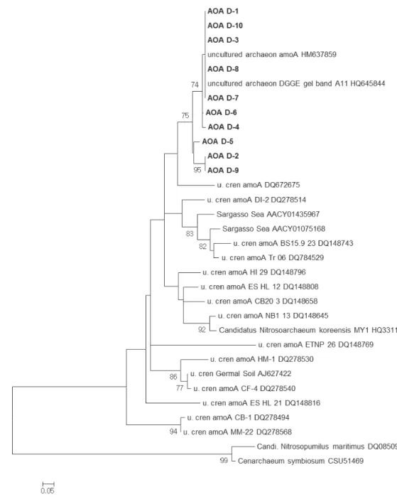 Fig. 3.  Phylogenetic tree of AOA amoA in the plant D. The tree tested with 1000 replicates of bootstrap using Neighbor-Joining  method