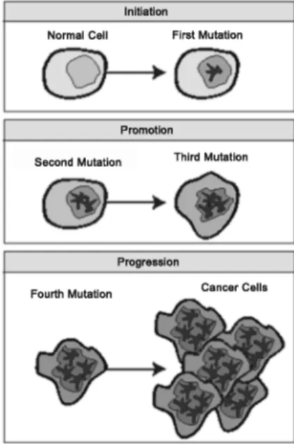 Fig  1.  Spread  of  Cancer 10)