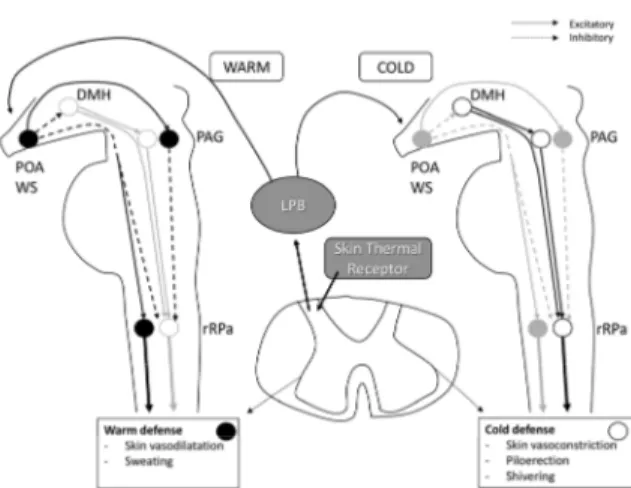 Figure 1. Mechanism of thermoregulation. In response to ther- ther-mal stimuli from skin and body temperature, regulatory  mecha-nism of anterior hypothalamus and brainstem has a major role  for the maintenance of body temperature