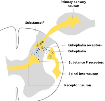 Figure 2. Mechanism of action of encephalin (endorphin) and  morphine in the transmission of pain impulse from the periphery  to the CNS
