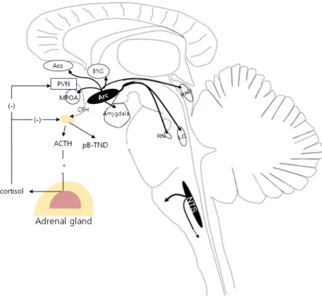 Figure 3. Major β-endorphin pathways in the  central nervous system. Solid black is location  of POMC-containing cells and projections
