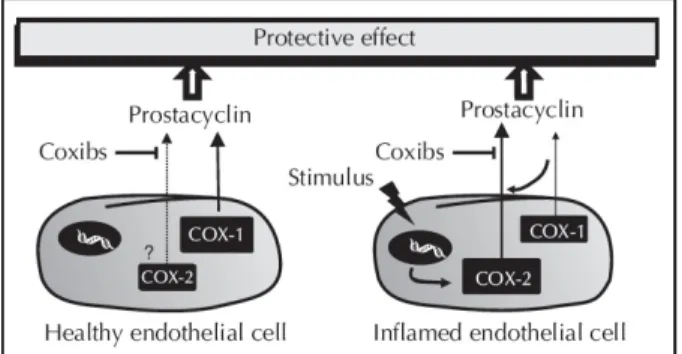 Figure 4. Balance between pro-atherogenic and anti-atherogenic  mediators. In a normal state (healthy endothelial cell), PGI 2   pro-duction is largely dependent on COX-1