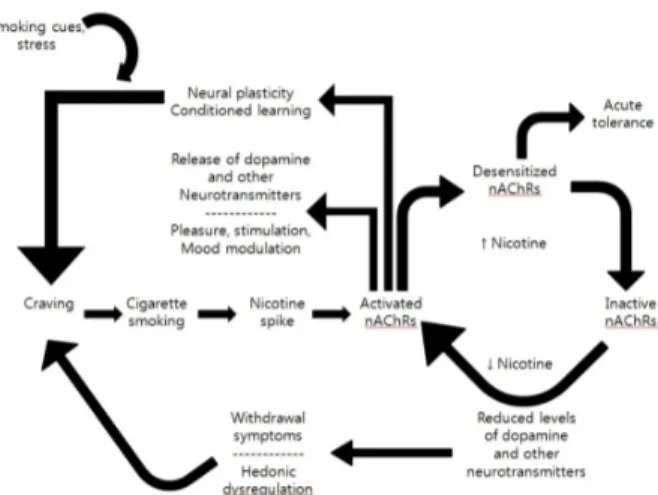 Figure 4. Molecular and behavioral aspects of nicotine addiction. 