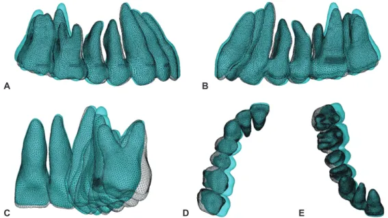 Figure 6. Model	1.	Superimposition	of	the	original	(white	mesh)	and	deformed	model	(color).	The	displacement	of	teeth	was	magni- Model	1.	Superimposition	of	the	original	(white	mesh)	and	deformed	model	(color).	The	displacement	of	teeth	was	magni-fied	by	5
