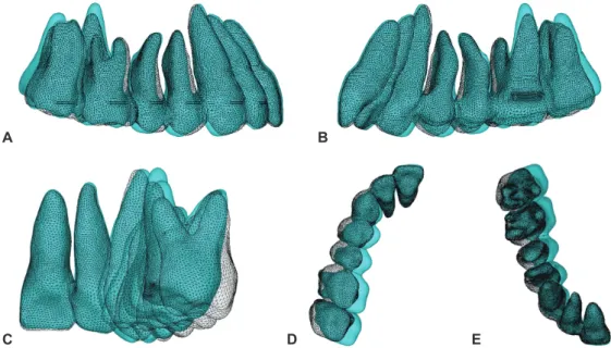 Figure 10.	Model	3.	Superimposition	of	the	original	(white	mesh)	and	deformed	model	(color).	A, B,	Sagittal	view	(external	and	lin- B,	Sagittal	view	(external	and	lin-gual).	C,	Coronal	view	(posterior	side).	D,  E,	Axial	view	(occlusal	side	and	root	side).