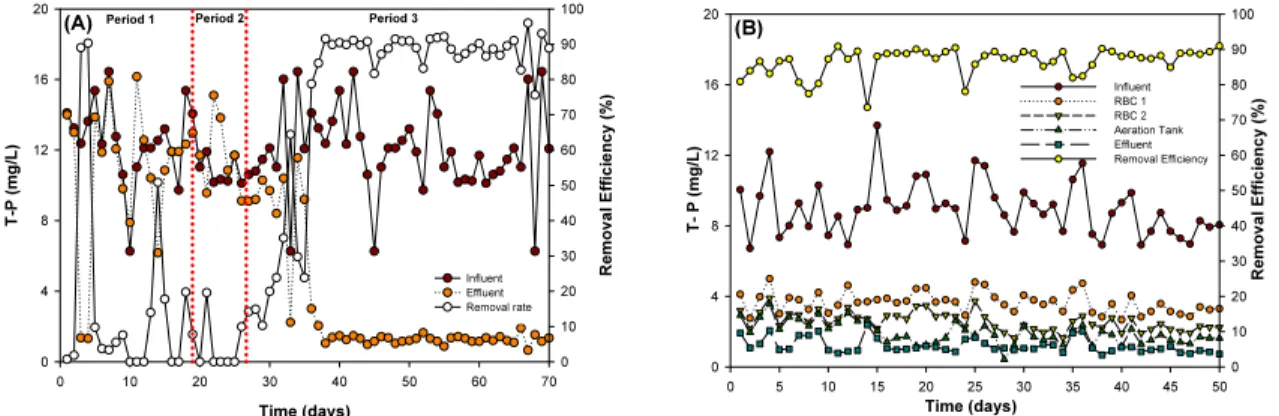 Fig.  7.  Variation  of  influent,  effluent  of  T-P  concentration  and  removal  efficiencies  in  system  A  and  system  B.