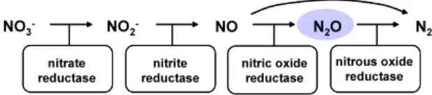 Fig.  2.  Biological  denitrification  process