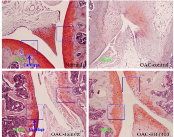 Fig.  20.  Effects  of  BBT(Bangkibokryeong-tang(Fanjifuling-tang))  on  joint  pathology(Hematoxylin  &amp;  Eosin  staining)  from  joint  tissue  of  papain-induced  mouse  osteoarthritis.